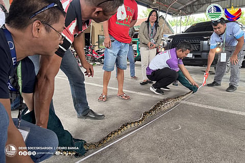 Reticulates phyton rescued in Koronadal