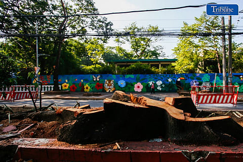 DENR halts tree-cutting operations along Quirino Ave. for further study