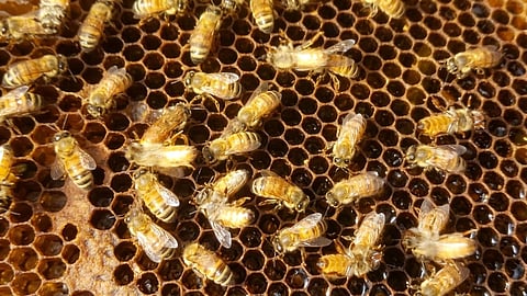 BEES working on a honeycomb.