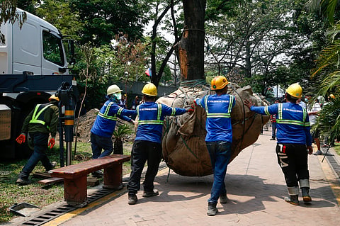 Workers from the Department of Environment and Natural Resources (DENR) transplant two Narra trees at the Hidden Garden in Manila on 28 May 2026. The trees were earthballed from Quirino Avenue to make way for a segment of San Miguel Corporation's 40.6-kilometer Southern Access Link Expressway (SALEx) project. DENR Secretary Juan Miguel Cuna ordered a suspension of the tree-cutting and earthballing activities following intense protests from environmental groups.