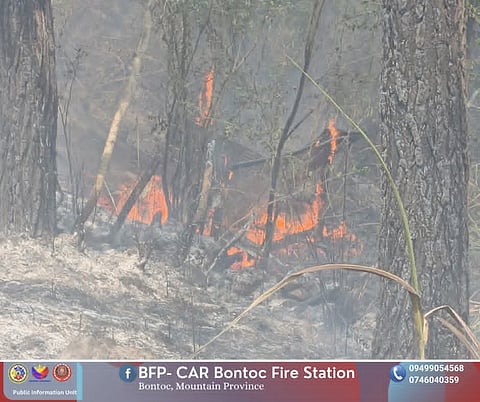 Mountain Province pushes tree planting after wildfire damage
