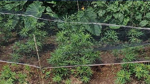 P2-M marijuana destroyed