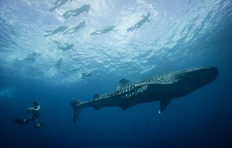 Pintuyan ends whale shark interaction season