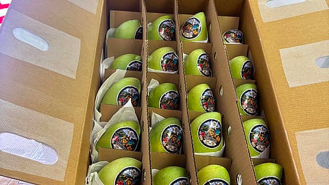 Philippine mangoes enter Canadian market
