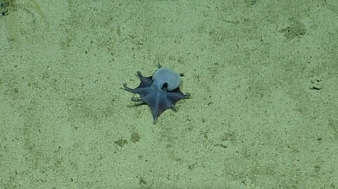 THE newly discovered blue pygmy octopus is no bigger than a golf ball.