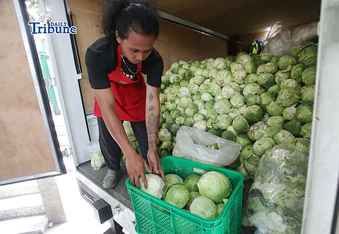 (June 08 2026) A personnel at Kadiwa Store along Elliptical in Quezon City on Monday unloads the cabbage from  Mankayan Benguet, to sell at the Kadiwa ng Pangulo store at a cheaper price. Photo/Analy Labor