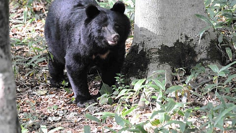 Mass school closures as bear roams streets