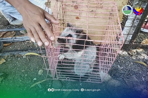 Cloud rat rescued, released in Cagayan Valley