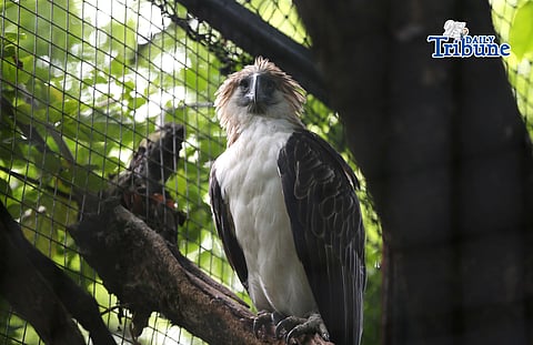 (June 09 2026)  Girlie one of the Philippines most iconic Philippine Eagles the oldest known Philippine eagle in captivity an estimated 46 to 47 years old seen at the cage in Wildlife Park in Quezon City on Tuesday June 9 2026, Girlie recently received symbolic Senior Citizen and PWD identification cards from the Quezon City government. The tribute aims to raise awareness about the conservation of the critically endangered national bird and highlight the importance of protecting Philippine eagles and their habitats for future generations. Photo/Analy Labor
