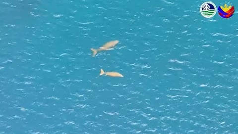 Dead dugong found off Sarangani coast after powerful quake