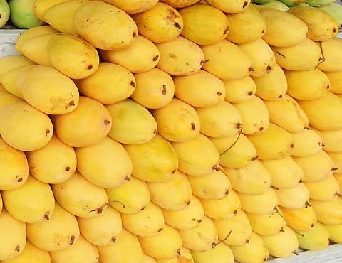 THE carabao mango is among the Philippines’ most recognizable agricultural exports and a source of national pride.