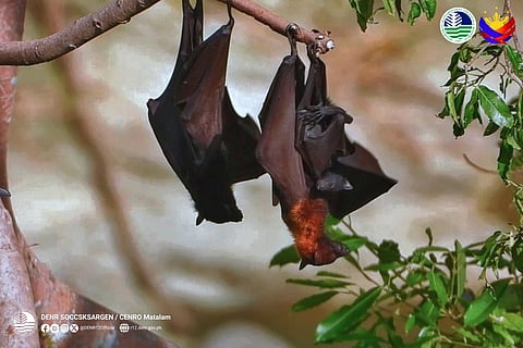 DENR records rare flying fox nursing in Matalam