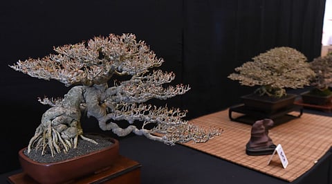 SMALL trees carry a long friendship history at the National Bonsai and Suiseki Show 2026 in Greenhills, as Japan and the Philippines mark 70 years of ties.
