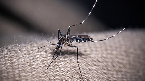 DoH reports 56% dengue drop