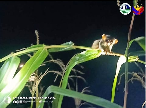 A Philippine tarsier was spotted in a cornfield at T'boli, South Cotabato. (PHOTO COURTESY of DENR-SOCCSKSARGEN - CENRO Banga)
