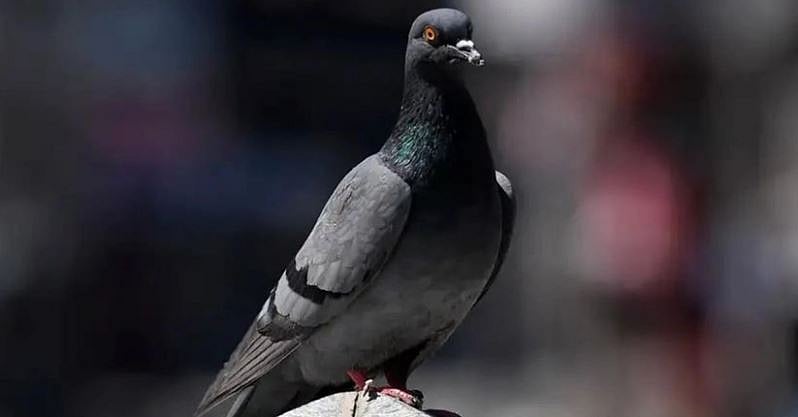 ‘Jailbird’ freed after spying charge dropped