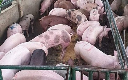 CdO lifts ban on live hogs, pork products