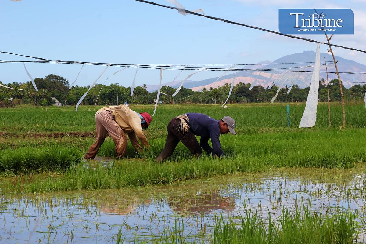 Farmers get ready for wet season
