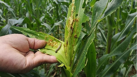 Farm Insect Infestation Field monitoring urged amid pest infestation