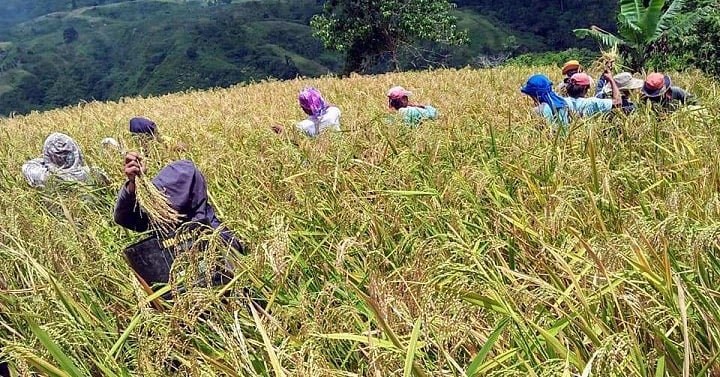 Tacloban turns to upland rice farming