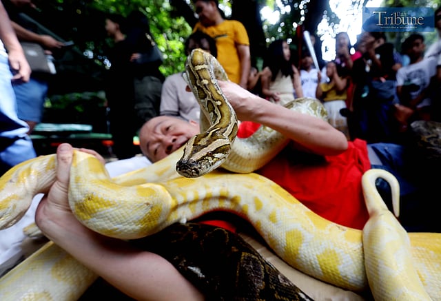 Malabon Zoo founder with his pythons