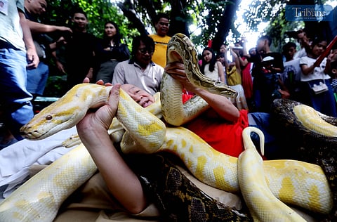 Malabon Zoo founder with his pythons