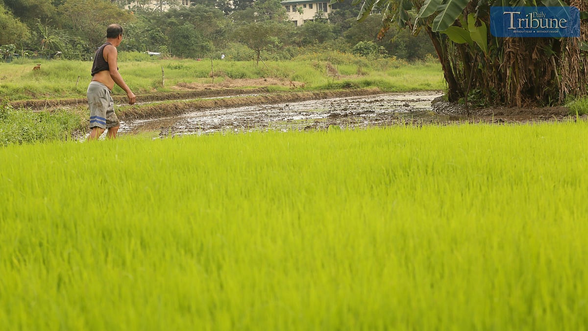 Farmers monitor rice fields as DA enforces new SRP amid high prices