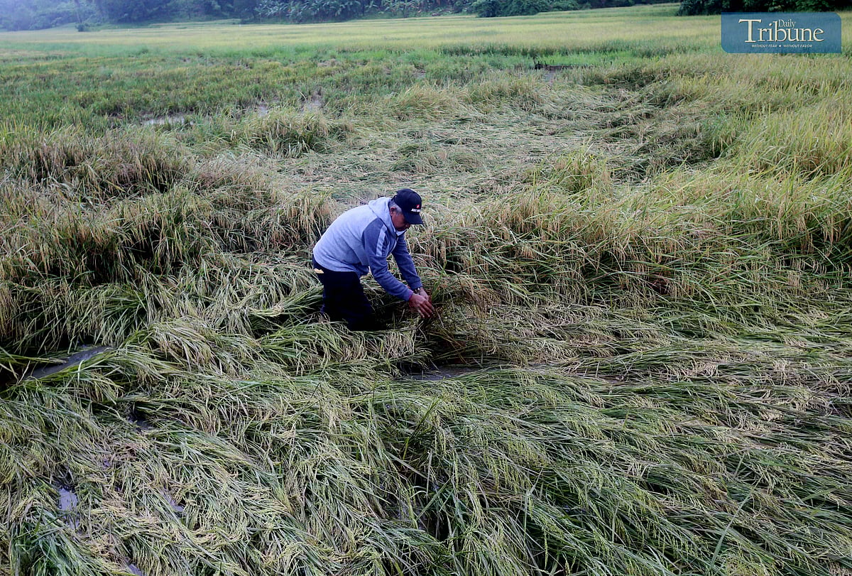 Farmer inspects fallen rice