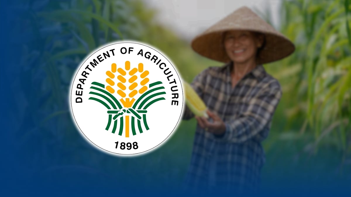DA rolls out expanded P20 rice program in Masbate
