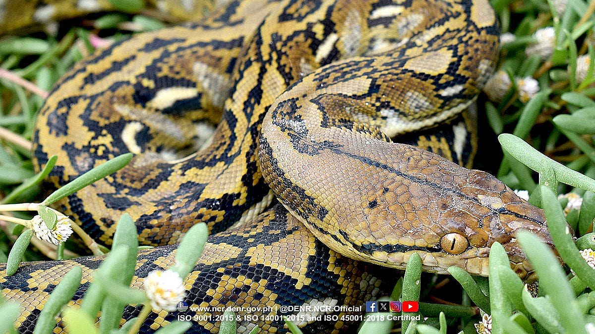 DENR retrieves reticulated python in Malabon City