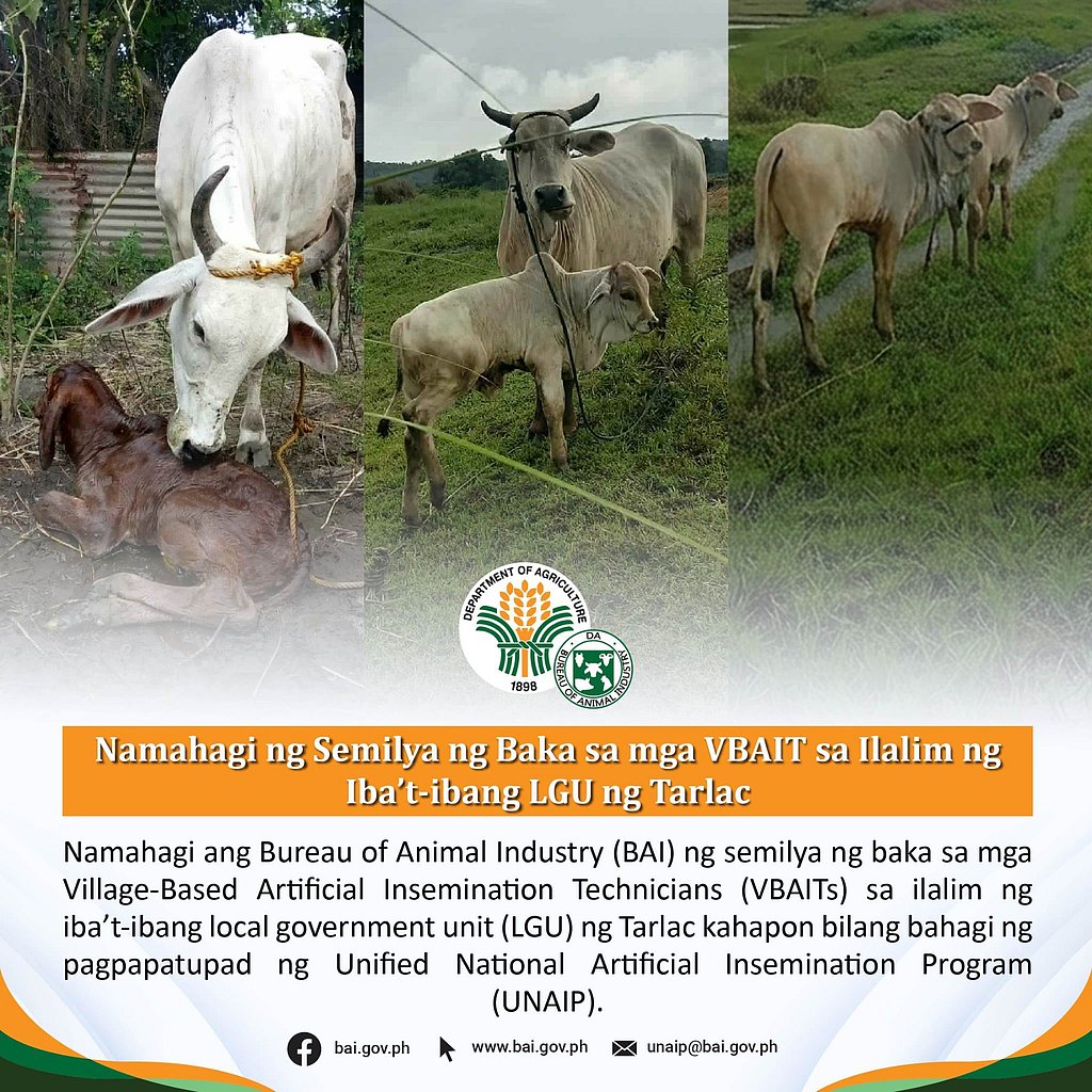 BAI distributes cow semen to boost cattle breeding