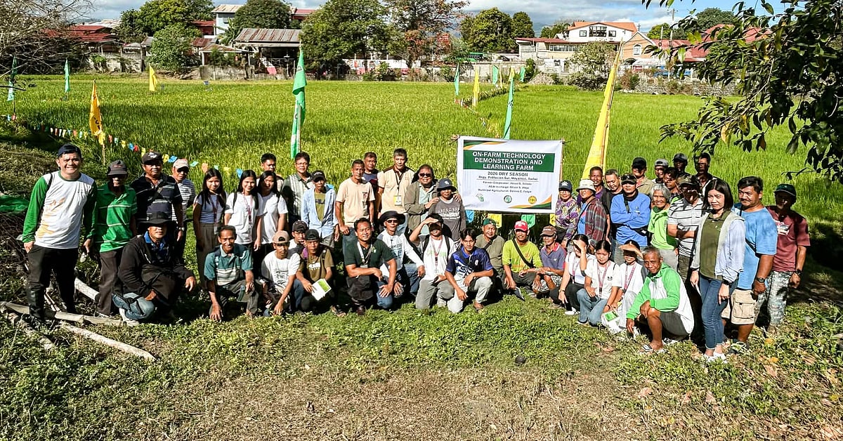 New rice varieties introduced in Tarlac