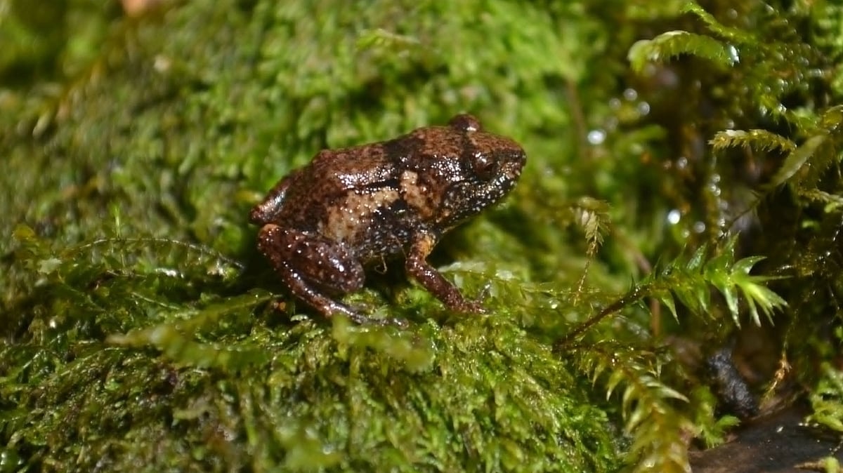 New miniature frog species found