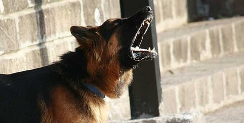 Over 37 lakh dog bite cases in 2024: Centre steps up stray dog control measures