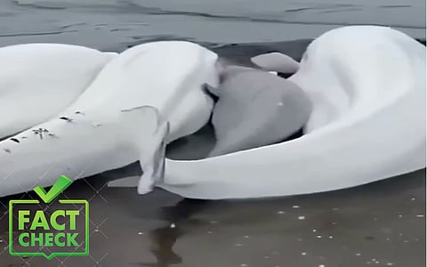 Fact Check: Whale videos go viral amid Russia’s 8.7 quake and Tsunami alert, KNOW the truth