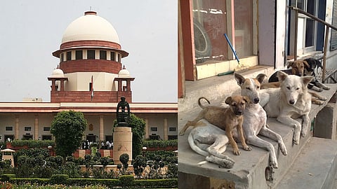 Supreme Court Stray Dogs