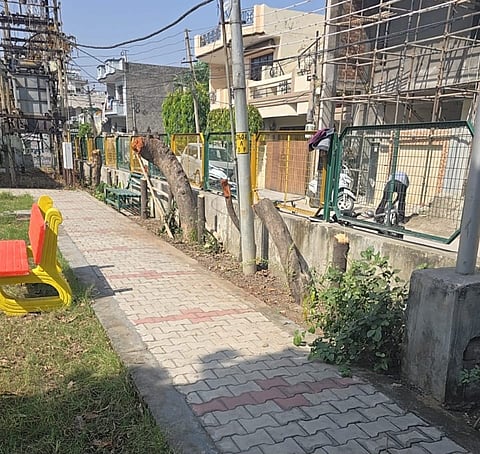 Cheema Nagar Park Trees Jalandhar