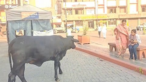 Amritsar Heritage Street Stray Cattle