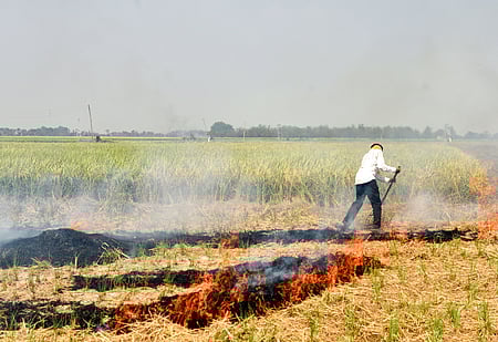 Officials review Punjab stubble burning control efforts