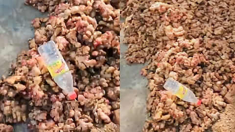 Jalandhar Maqsudan Mandi Ginger Video