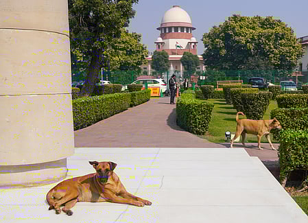 Stray dogs sense fear, may attack frightened individuals: SC