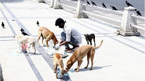 SC questions feeding stray dogs in public places