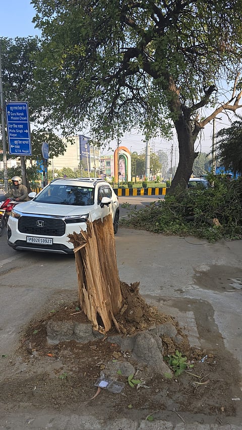 Another heritage tree felled near Masand Chowk Jalandhar