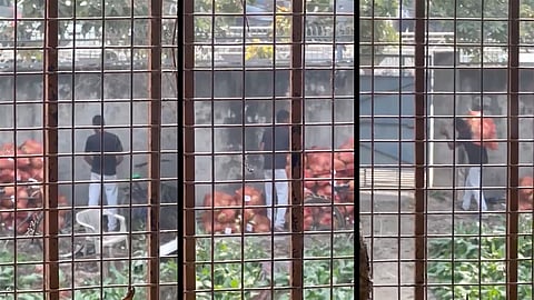 Know why coconut water may not be safe for consumption