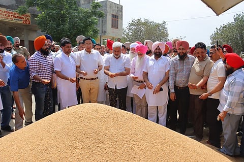 Punjab to Procure Every Wheat Grain at MSP, Says Kataruchak