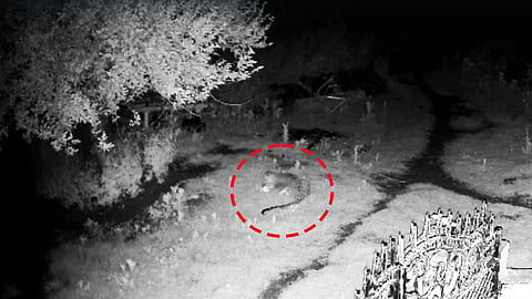 Leopard attacking the dog
