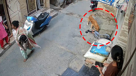 Dog comes to youth’s rescue