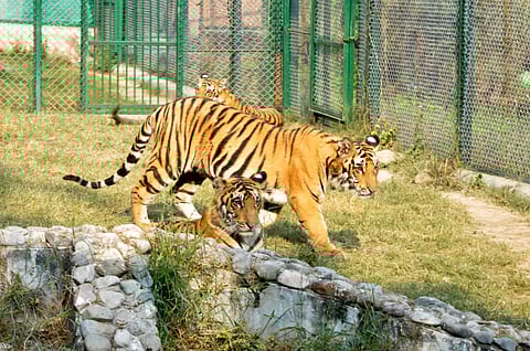Central Zoo Authority gives approval for TN's fifth Zoo