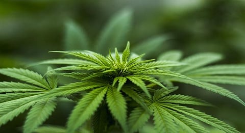 Cannabis compounds can stop Covid virus from entering human cells: Study