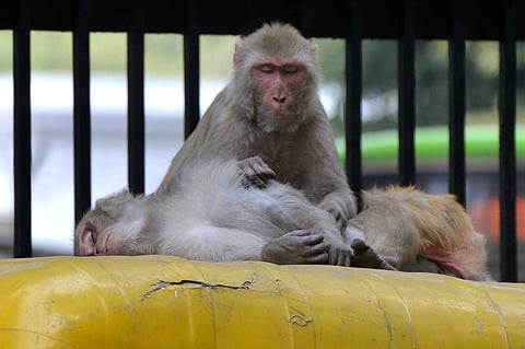 Monkey unbolts animal ambulance door, returns to fav haunt in Noida